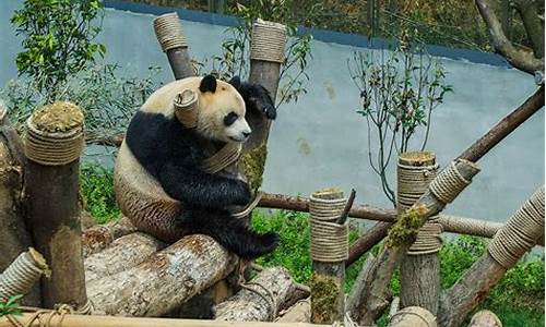 黔灵山公园熊猫_黔灵山公园熊猫不见了