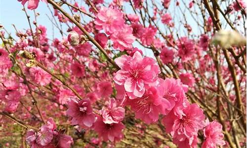 石马桃花公园桃花几时开,石马桃花公园桃花