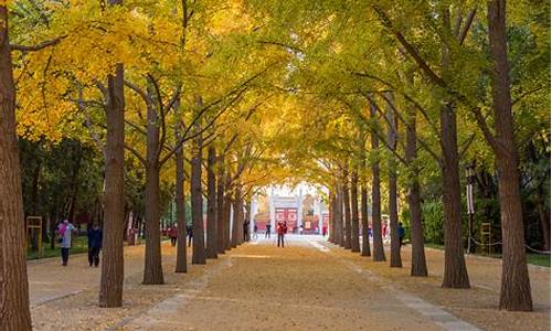 北京地坛公园银杏大道在哪个门,北京地坛公园银杏大道