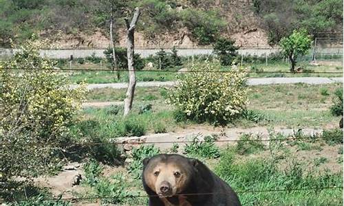 八达岭野生动物园游玩攻略_八达岭野生动物园攻略马蜂窝