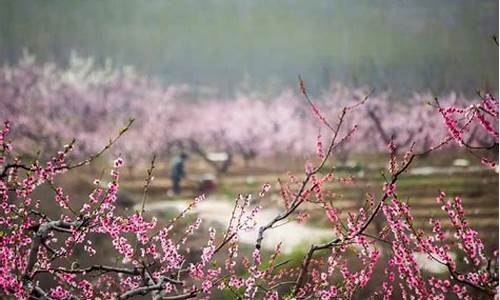 平谷旅游景点大全桃花,平谷桃花哪里最好