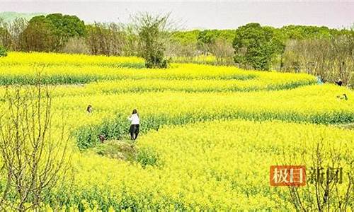 武汉森林公园油菜花图片大全,武汉森林公园油菜花