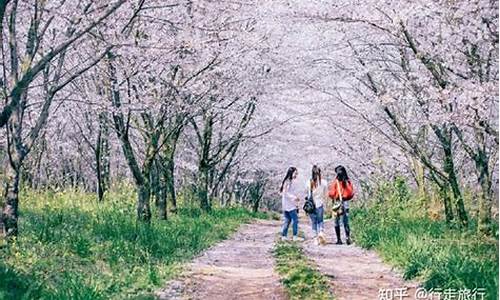 春季旅游最佳去处,春季旅游攻略景点大全推荐