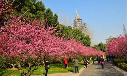 常州红梅公园梅花节历史,常州红梅公园梅花节历史介绍