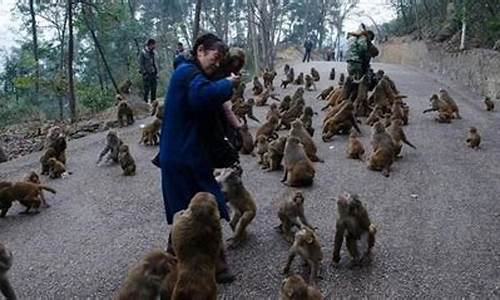 黔灵山公园猴子伤人,黔灵山公园猴子伤人提示牌