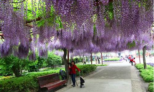 嘉定紫藤公园门票价格,嘉定紫藤公园门票预约