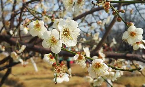 广州萝岗香雪公园梅花开了吗,广州箩岗香雪公园