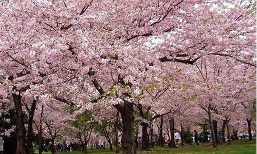 顾村公园樱花节人流数量_顾村公园樱花多吗