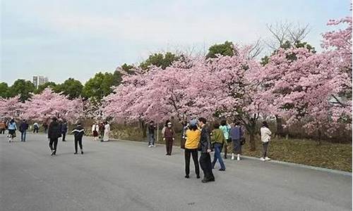 2021上海顾村公园樱花节-宝山顾村公园樱花节